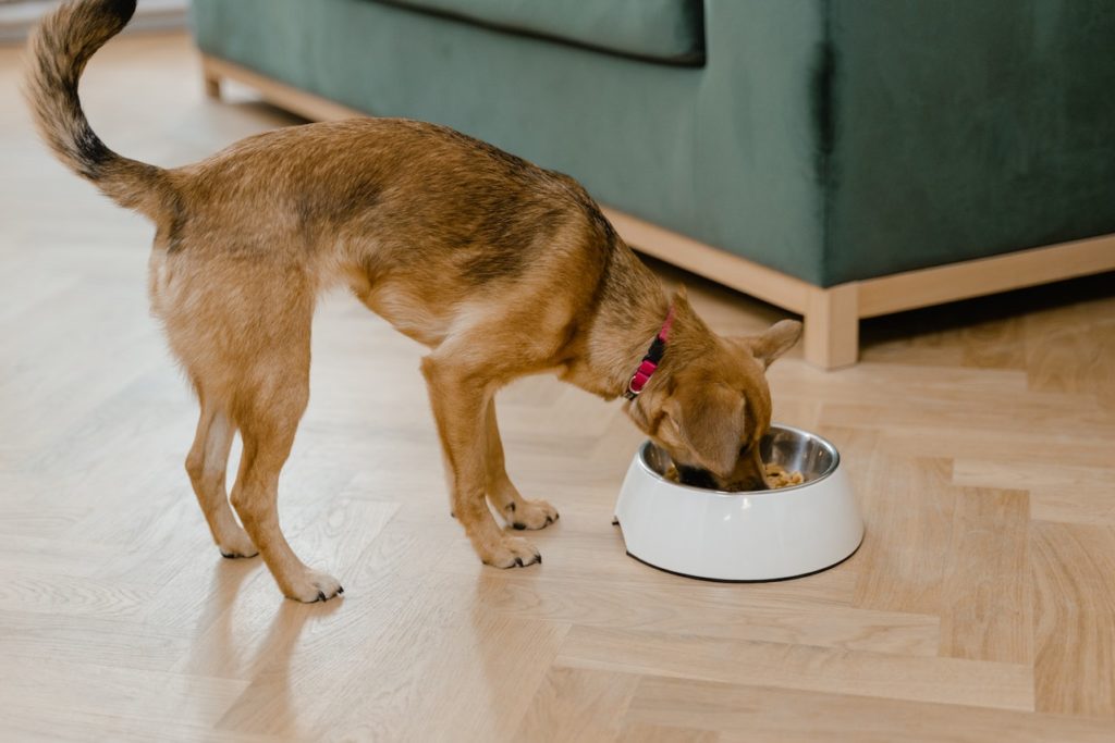 Comida para tu mascota