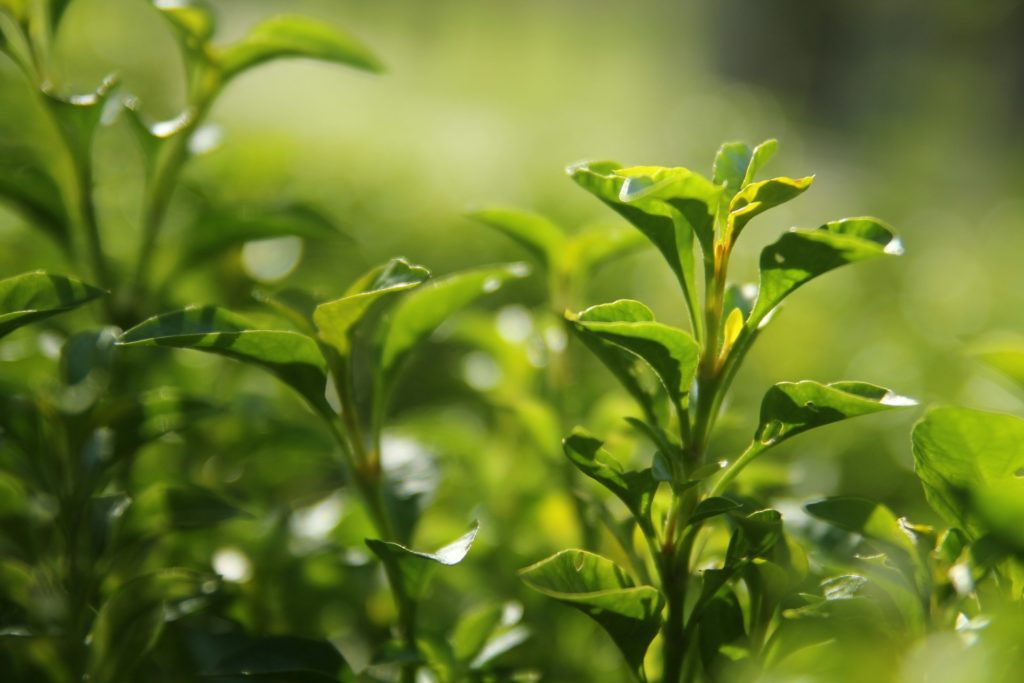 Serum de té rico en antioxidantes